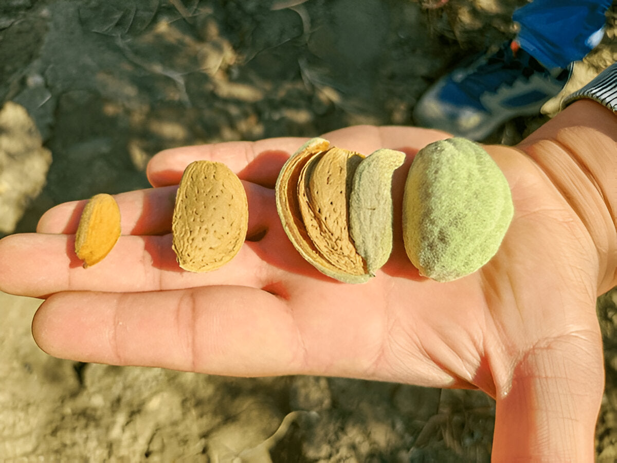 Kashmiri Almond Kernels