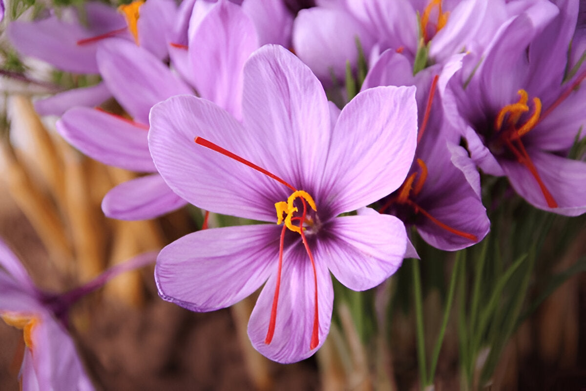 Kashmiri Kesar/Saffron